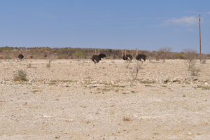Ostriches are grazing near C43 road between Sesfontein and Opuwo