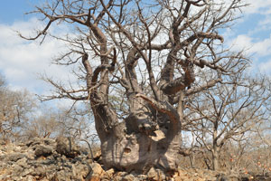 An amazing baobab grows near the following geo coordinates: -18.896917, 13.769806