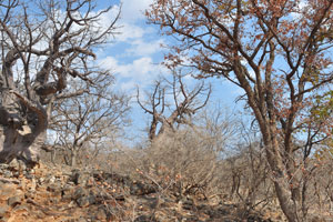 C43 road between Sesfontein and Opuwo is full of unearthly baobab trees