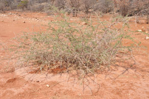A thorn bush