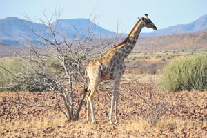 A giraffe is grazing near the road
