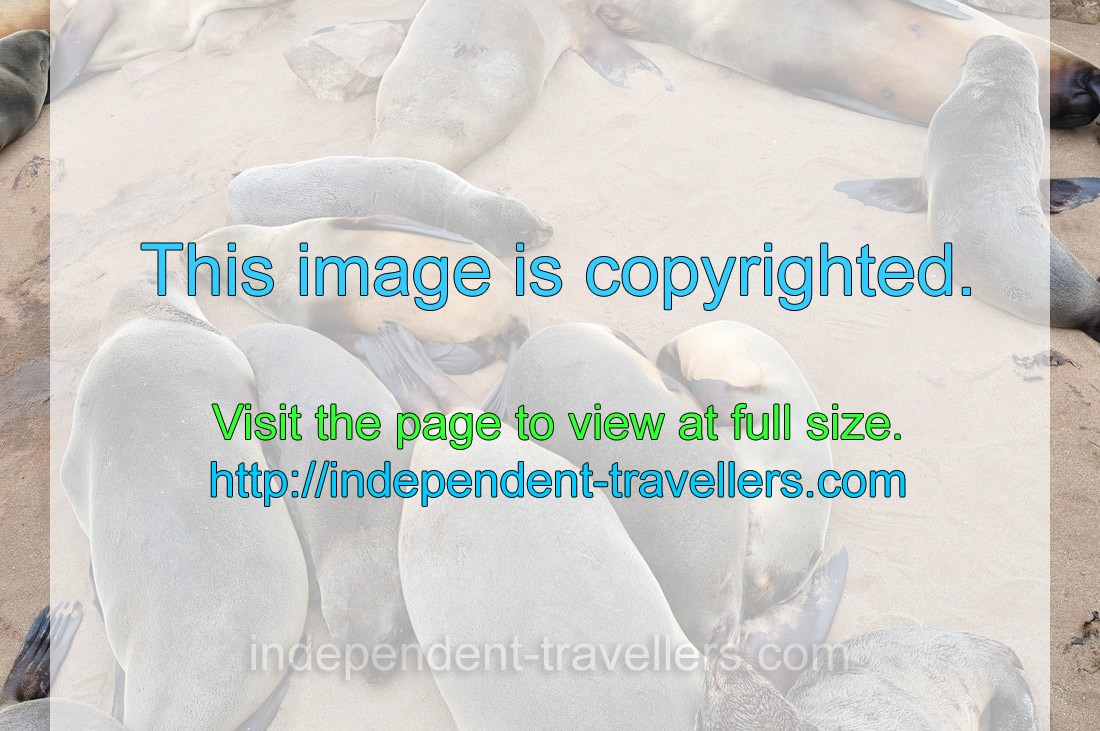 The seal quantity is quite staggering and it's certainly a great opportunity for photographers
