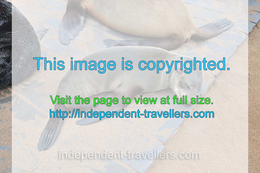 A juvenile brown fur seal is sleeping on the plastic footpath