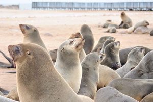 Along the Namibian and South African coast there are 24 colonies with a seal population of about 650 000 animals