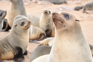 Brown fur seals are slightly reduced every year because they are still desired and apparently they eat too much fish