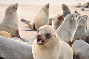 Brown fur seals consume a lot of fish, approximately up to 8% of their own body weight daily