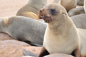 Brown fur seals also eat cattle fish and crust fish