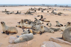Cape Cross Cape fur seal colony