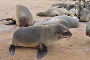 The bottom layer of a fur, as well as the fat formation under the skin give seals a good isolation against the cold Benguela current