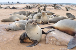 The sight of more than 100 000 seals basking on the beach and frolicking in the surf is impressive