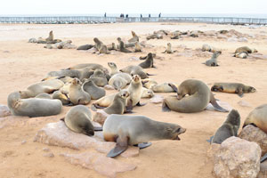Cape Cross in Namibia is known mainly as a breeding reserve for thousands of Cape fur seals
