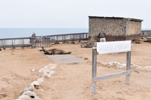 I thought most of brown fur seals might have been a little distance away from the boardwalks