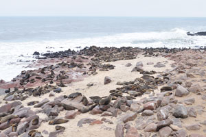 The entry fee to the Cape Cross Seal Reserve is very cheap and you can spend as long as you want