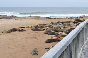 Thousands of brown fur seals, both on land and in the water, await you if you venture to this part of Namibia