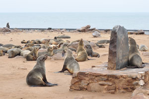 The brown fur seals are at the Cape Cross Seal Reserve
