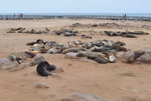 The brown fur seal lives around the southern and southwestern coast of Africa