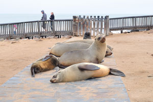 Brown fur seals are relaxing on the plastic footpath at the entrance gate leading to the sightseeing trail