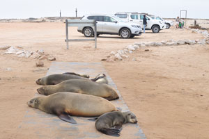 Brown fur seals lie beside the parking lot at the Cape Cross Seal Reserve