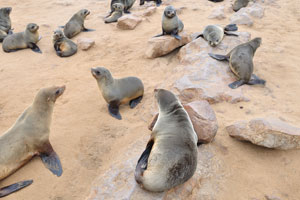Some large colonies of the brown fur seal can be found on sandy beaches