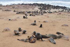Brown fur seals often gather into colonies on rookeries in numbers ranging from 500 to 1500