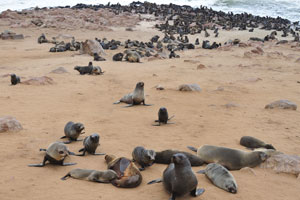 When at sea, fur seals travel in small feeding groups