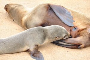 Gestation for the brown fur seal lasts an average of 11.75 months