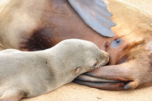 The Cape fur seal nursing her pup at the Cape Cross Seal Reserve
