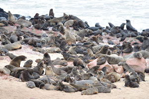 On land, the Cape fur seal is far less relaxed than in water and tend to panic when people come near them