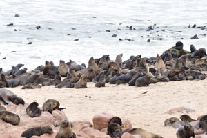 The Cape Cross Seal Reserve lies close to the coastal towns of Swakopmund and Henties Bay within the West Coast National Park