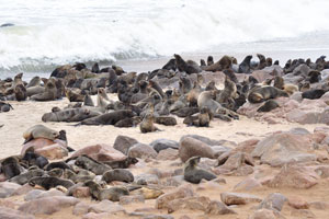 The Cape Cross Nature Reserve is the largest Cape fur seal colony in the world