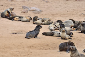 During the breeding season in November and December, there may be up to 210 000 seals at Cape Cross