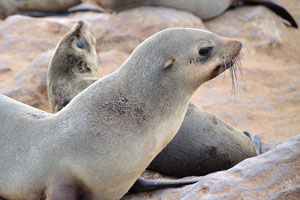 The Cape fur seal, Arctocephalus pusillus pusillus, is the largest of the world's nine fur-seal species