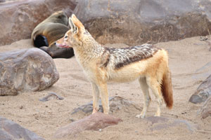 Land-based predators of the Cape fur seal include black-backed jackals and brown hyenas