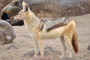A small population of black-backed jackals have adapted their behaviour to live in the harsh environment of the Skeleton Coast