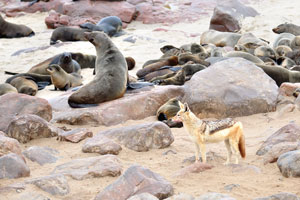 A black-backed jackal “Canis mesomelas” is wandering amidst the fur seal colony