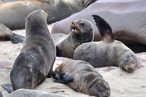Located off the C34, the main coastal road, the Cape Cross Seal Reserve is 430 km from Windhoek