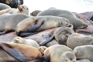 The Cape Cross Seal Reserve was established to protect the largest breeding colony of Cape fur seals in the world