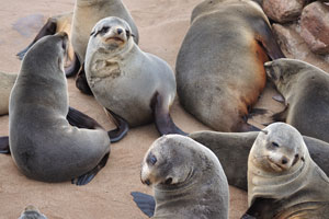 The ability to turn the flippers forward helps distinguish fur seals from “true” seals (species in the family Phocidae)