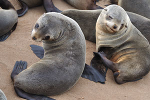 Brown fur seals are one of the larger fur seals and rather similar to many sea lions