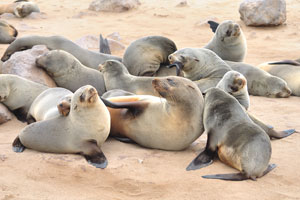 There are two subspecies the South African or Cape fur seal, and the Australian fur seal of south eastern Australia and Tasmania