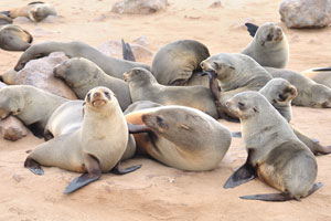 The brown fur seal can be found in a number of locations including Africa and Australia