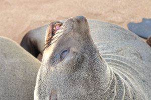 The brown fur seal are commonly spotted throughout Namibia and as far east as Port Elizabeth