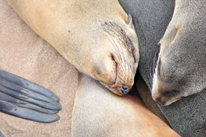 Males of the Cape fur seal subspecies, A. p. pusillus, are an average of 2.3 meters in length and weigh from 200 to 350 kg