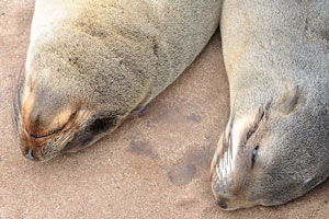 Female African fur seals are smaller than male fur seals, weighing an average of 120 kg