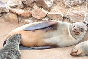 Female African fur seals are measuring an average of 1.8 meters long