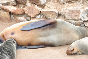 A female African fur seal is nursing her pup