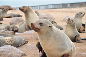 South African fur seals are more abundant than are Australian fur seals