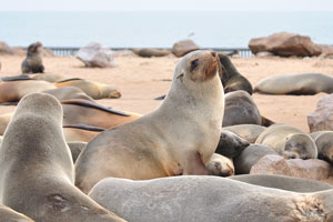 Brown fur seals are photographed on the background of the Atlantic Ocean