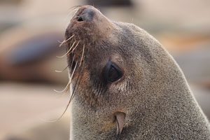 The head of the adult male brown fur seal has a low brow, which is lacking in the female
