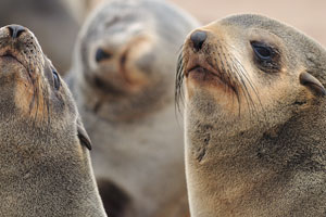 The Cape Cross Seal Reserve is a must see destination for every tourist